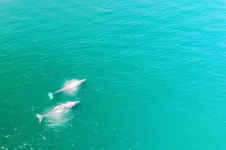 Dana Point Whale and Dolphin Watching Tour