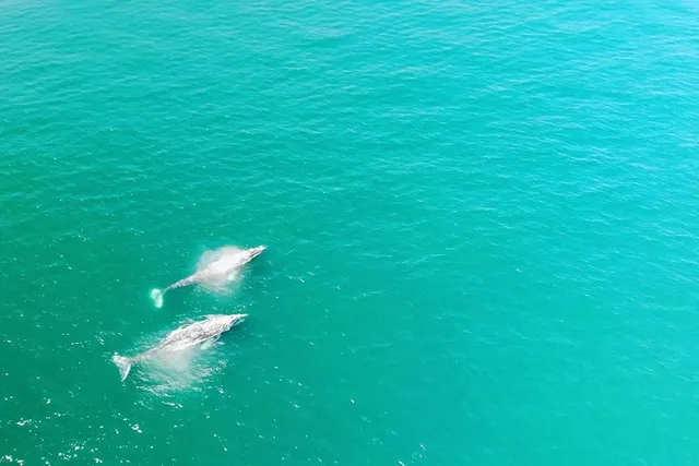 Dana Point Whale and Dolphin Watching Tour - Image 1