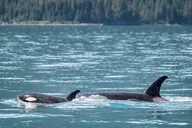 Seward Orca Quest Cruise 4 hr thumbnail 6