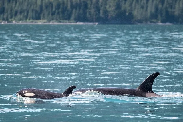 Seward Orca Quest Cruise 4 hr - Image 6