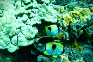 Maui Turtle Town Snorkeling Tour with Marine Biologist thumbnail 4