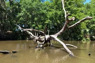New Orleans City and Swamp Combo Tour thumbnail 6