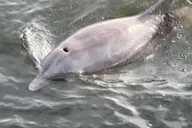 Pensacola Beach Dolphin Sightseeing Tour thumbnail 1