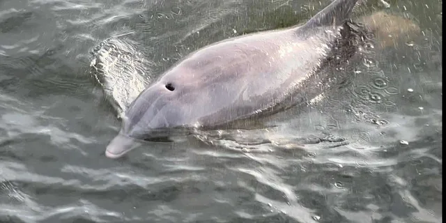 Pensacola Beach Dolphin Sightseeing Tour - Image 1