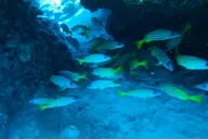 Lahaina Snorkel Excursion thumbnail 1