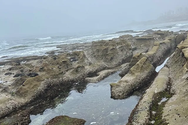San Diego Tide Pool Tour - Image 4