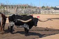 Fort Worth Stockyards Scavenger Hunt Walking Tour thumbnail 1