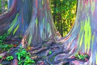 Kona Cloud Forest and Coffee Tour with Sea Turtles thumbnail 2