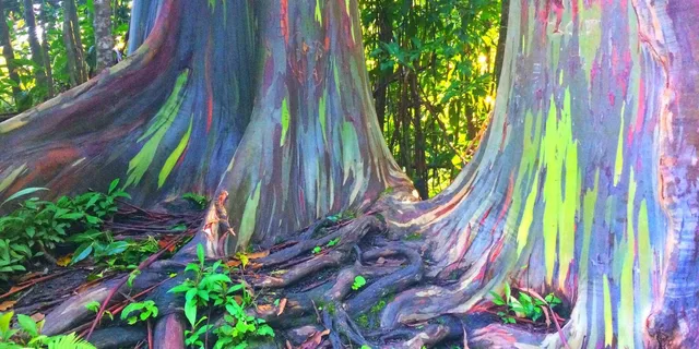 Kona Cloud Forest and Coffee Tour with Sea Turtles - Image 2