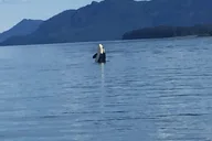 Hoonah Whale Watching and Fishing Tour thumbnail 4