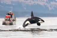 Seattle Whale Watching and Deception Pass Tour thumbnail 2