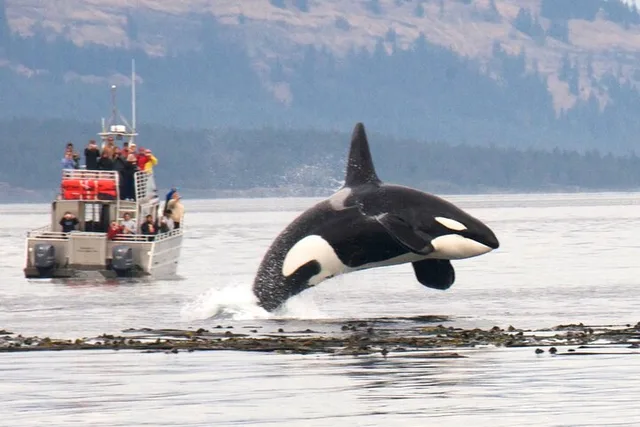 Seattle Whale Watching and Deception Pass Tour - Image 2