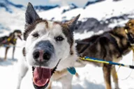Juneau Helicopter Dogsledding on Herbert Glacier thumbnail 6