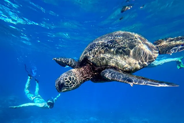Maui Snorkel Tour with Photos 2.5 hr - Image 3