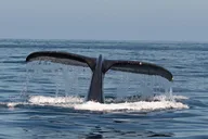 San Diego Whale & Dolphin Adventure thumbnail 1