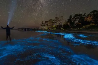 Florida Bioluminescent Kayak and Paddle Board Adventure