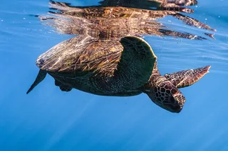 Waikiki Turtle Canyon Snorkel Tour