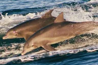 Panama City Dolphin Watching and Snorkeling Tour thumbnail 3