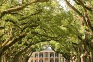 New Orleans Plantation and Airboat Tour thumbnail 2