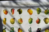 West Maui Mango Farm Tour at Sunset 2 hr thumbnail 2