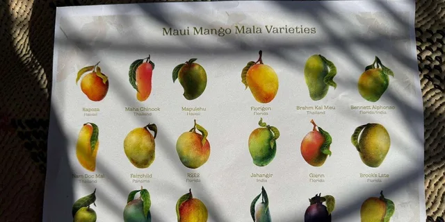 West Maui Mango Farm Tour at Sunset 2 hr - Image 2