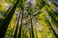 San Francisco Muir Woods and Sausalito Tour thumbnail 3