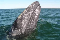 Santa Barbara Whale and Wildlife Yacht Cruise thumbnail 5