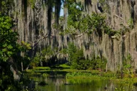 New Orleans Airboat Swamp Tour thumbnail 1