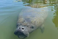 Cocoa Beach Self-Guided Kayaking Tour thumbnail 1