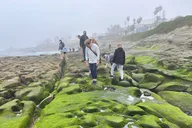San Diego Tide Pool Tour thumbnail 2