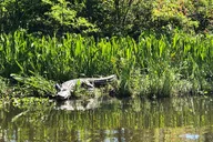New Orleans City and Swamp Combo Tour thumbnail 1