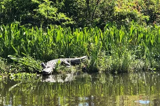 New Orleans City and Swamp Combo Tour