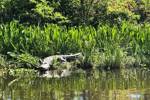 New Orleans City and Swamp Combo Tour - Image 1