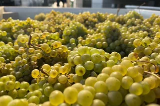 Willamette Valley Wine Tour from The Allison Inn