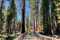 San Francisco Yosemite Giant Sequoias Private Tour 13 hr thumbnail 6