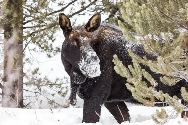 Yellowstone Winter Adventure - Image 3