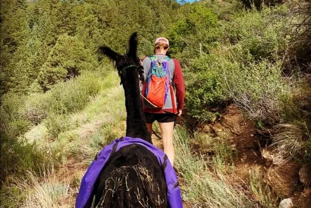 Rocky Mountains Llama Hike - Image 3