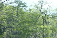 New Orleans Honey Island Swamp Tour thumbnail 5