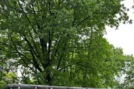 New York City Pedicab Tour of Central Park thumbnail 5