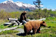 Anchorage Wildlife Tour with Lunch & Beer Tasting thumbnail 4