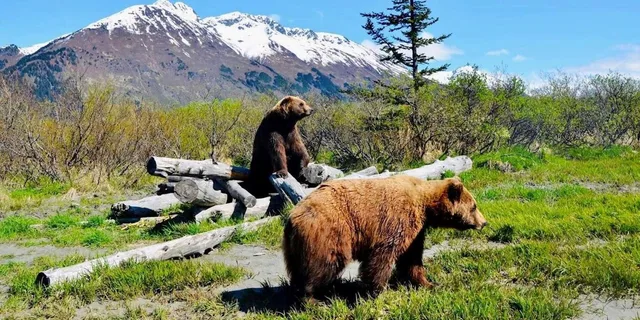Anchorage Wildlife Tour with Lunch & Beer Tasting - Image 4
