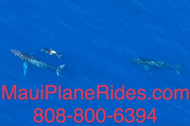 Maui Whale Watching Air Tour - Image 5