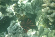 Kailua-Kona Ocean Kayak and Snorkel Tour 4 hr thumbnail 6