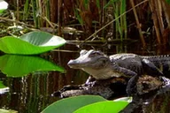 Orlando Alligator Kayak Experience thumbnail 2