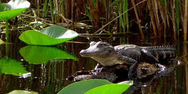 Orlando Alligator Kayak Experience - Image 2