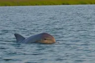 Hilton Head Dolphin Tour at Sunrise thumbnail 4