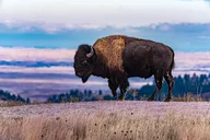 Southern Black Hills Wind Cave and Wildlife Tour thumbnail 1