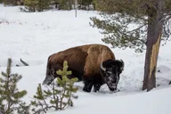 Jackson Grand Teton Winter Tour & Sleigh Ride thumbnail 6