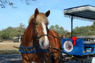 Beaufort Horse Drawn Carriage Tour thumbnail 6