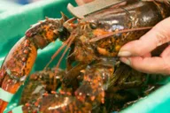 Kennebunkport Lunchtime Walking Food Tour thumbnail 1